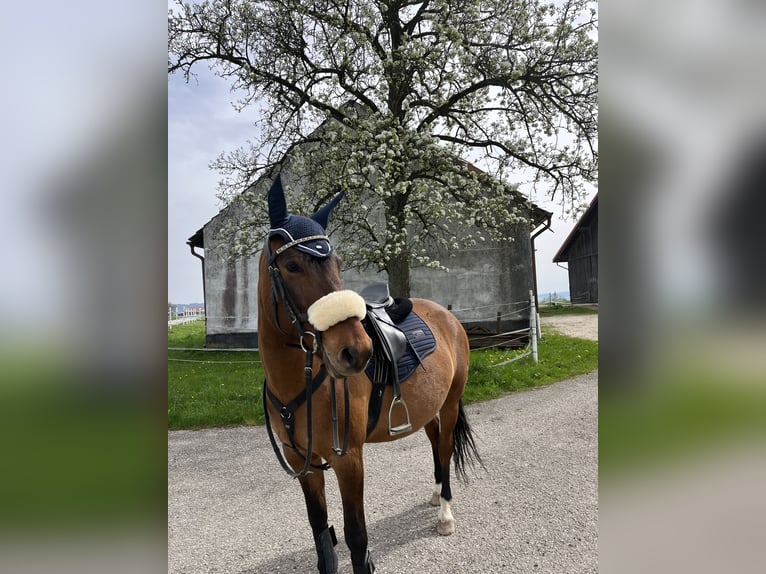 Koń huculski Klacz 7 lat 150 cm Gniada in Ried im Innkreis