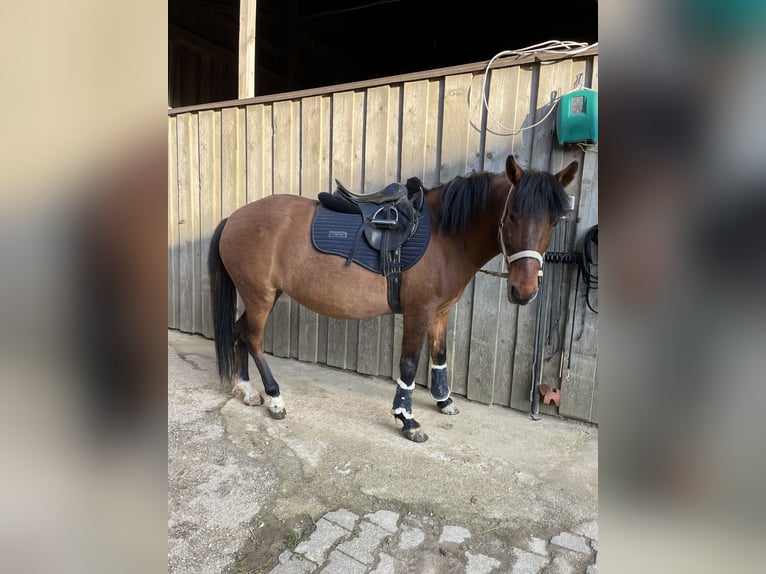 Koń huculski Klacz 7 lat 150 cm Gniada in Ried im Innkreis