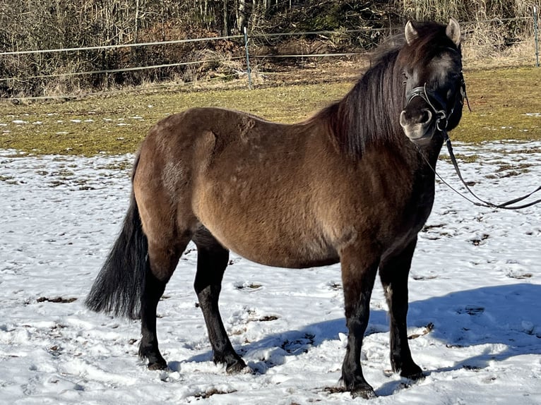 Koń huculski Klacz 8 lat 136 cm Grullo in Ursensollen