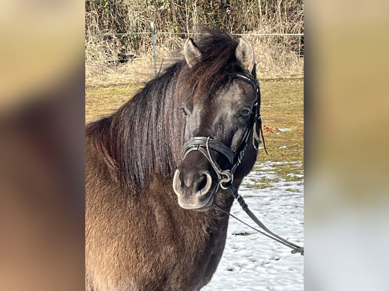 Koń huculski Klacz 8 lat 136 cm Grullo in Ursensollen