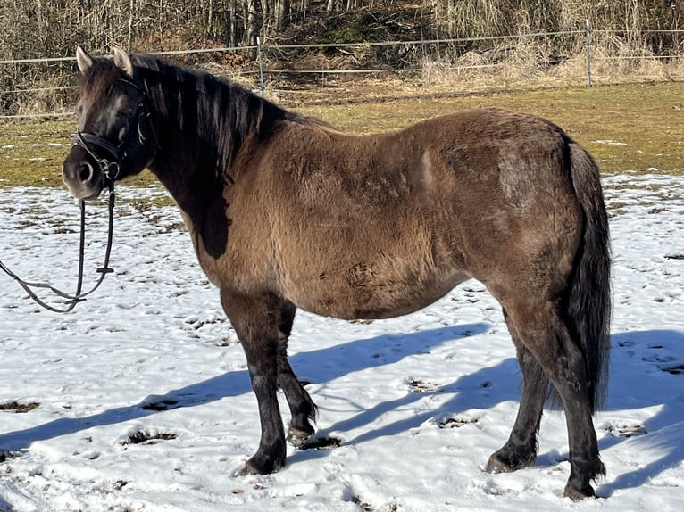 Koń huculski Klacz 8 lat 136 cm Grullo in Ursensollen