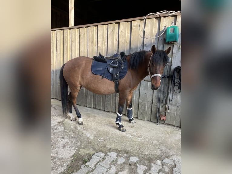 Koń huculski Klacz 8 lat 140 cm Gniada in Kager