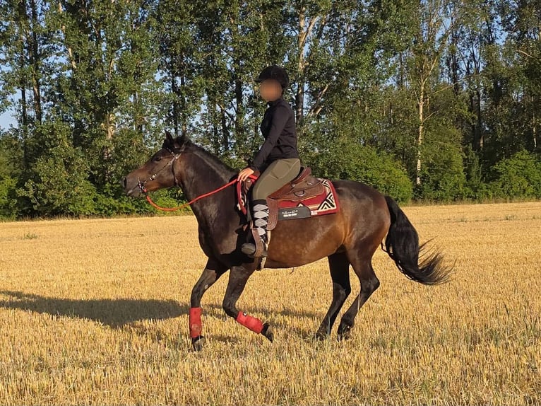 Koń huculski Klacz 8 lat 141 cm Gniada in Linkenbach