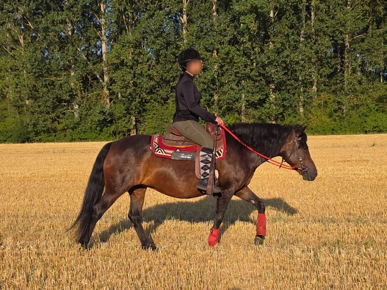 Koń huculski Klacz 8 lat 141 cm Gniada in Linkenbach