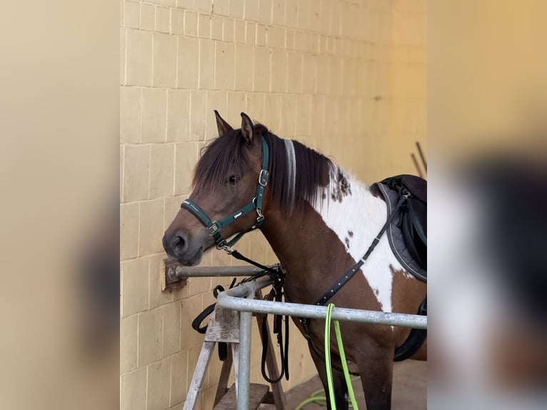 Koń huculski Klacz 8 lat 141 cm Srokata in Witzenhausen