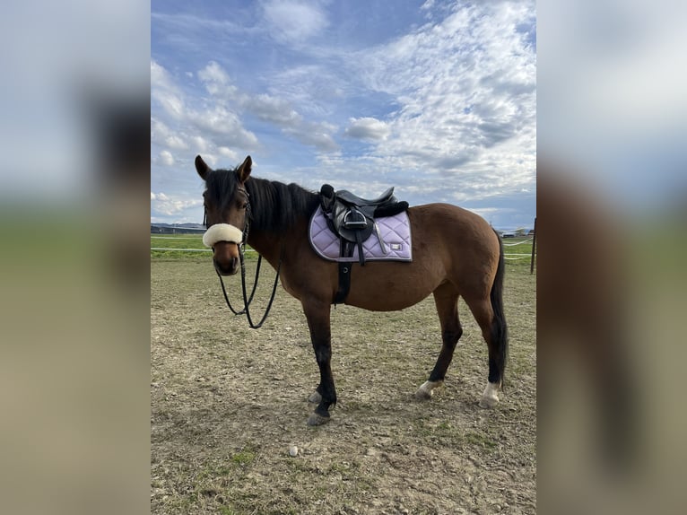 Koń huculski Klacz 8 lat 150 cm Gniada in Ried im Innkreis