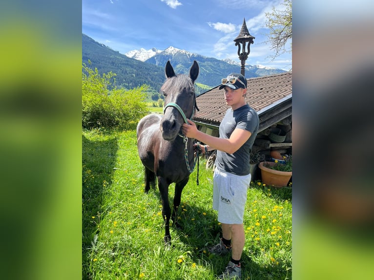 Koń huculski Klacz 8 lat Kara in Piesendorf