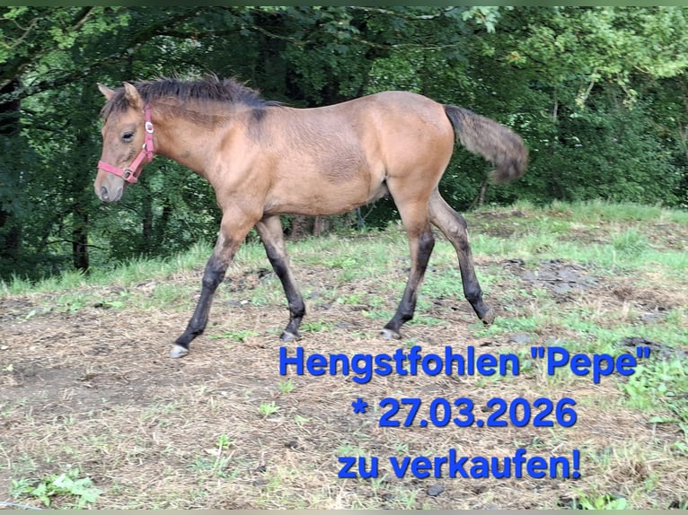 Koń huculski Ogier Źrebak (03/2026) 135 cm Bułana in Argenbühl
