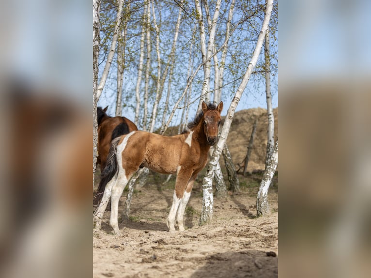 Koń huculski Ogier Źrebak (02/2026) 145 cm Tobiano wszelkich maści in Przemyśl