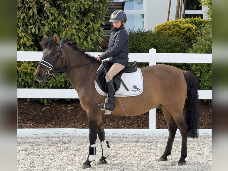 Koń huculski Wałach 10 lat 144 cm Ciemnogniada in Riedlingen