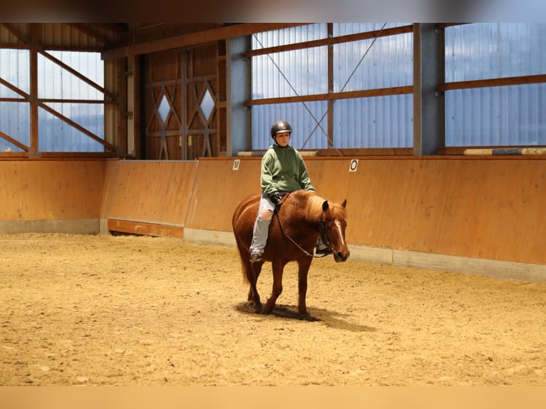 Koń huculski Wałach 11 lat 140 cm Ciemnokasztanowata in Hämelhausen