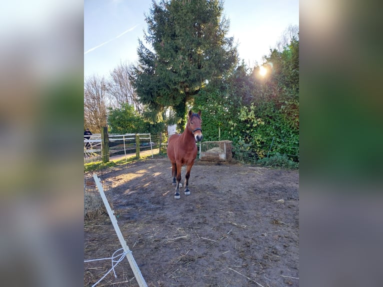 Koń huculski Mix Wałach 11 lat 147 cm Gniada in Velbert