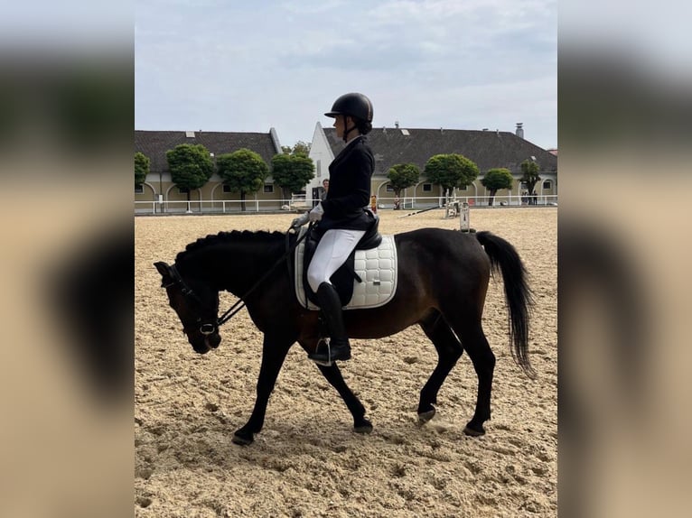 Koń huculski Wałach 12 lat 138 cm Ciemnogniada in Steinerkirchen