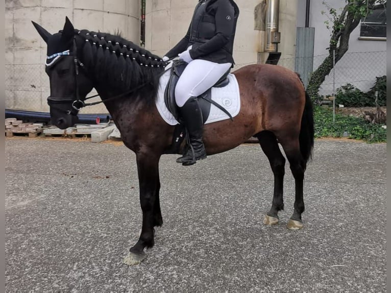 Koń huculski Wałach 12 lat 148 cm Kara in Ruprechtshofen Koń huculski Wałach 12 lat 148 cm Kara in Ruprechtshofen