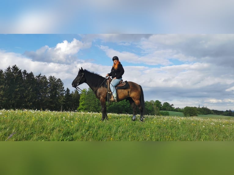 Koń huculski Wałach 13 lat 148 cm Kara in St. Leonhard am Forst