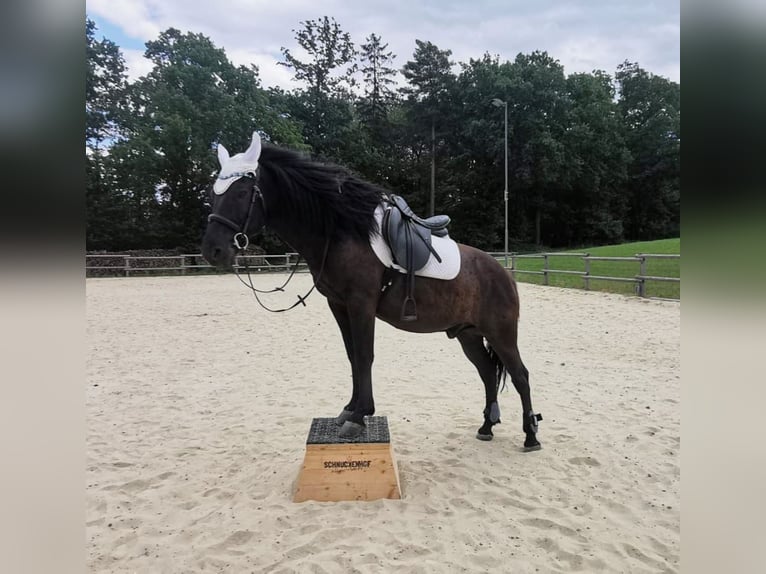 Koń huculski Wałach 13 lat 148 cm Kara in St. Leonhard am Forst