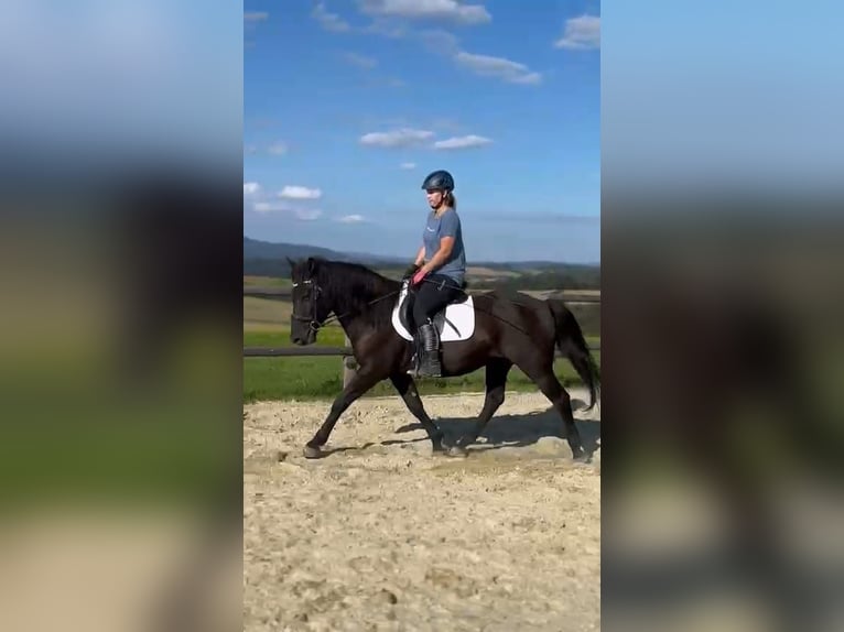 Koń huculski Wałach 13 lat 148 cm Kara in St. Leonhard am Forst