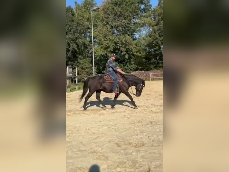 Koń huculski Wałach 13 lat 148 cm Kara in St. Leonhard am Forst