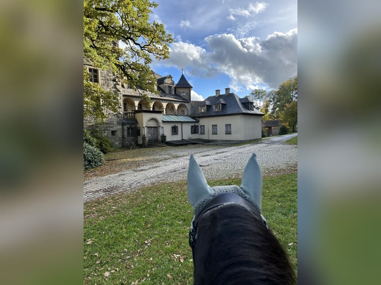 Koń huculski Wałach 14 lat 139 cm Srokata in Furth im Wald
