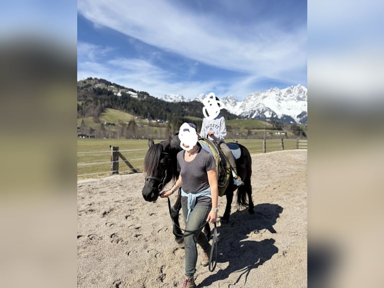 Koń huculski Wałach 14 lat 142 cm Kara in Kitzbühel