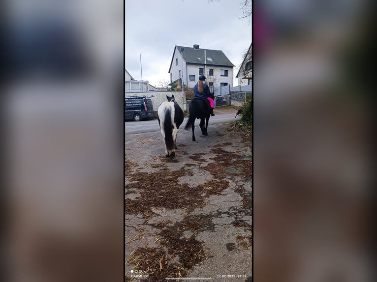 Koń huculski Wałach 15 lat 145 cm Kara in Iserlohn Koń huculski Wałach 15 lat 145 cm Kara in Iserlohn