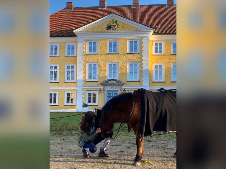 Koń huculski Wałach 18 lat 128 cm  in Klein Pampau