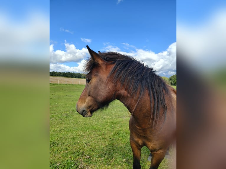 Koń huculski Wałach 2 lat 133 cm Gniada in Grodziczno
