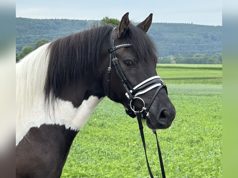 Koń huculski Wałach 3 lat 144 cm Srokata in Riedlingen