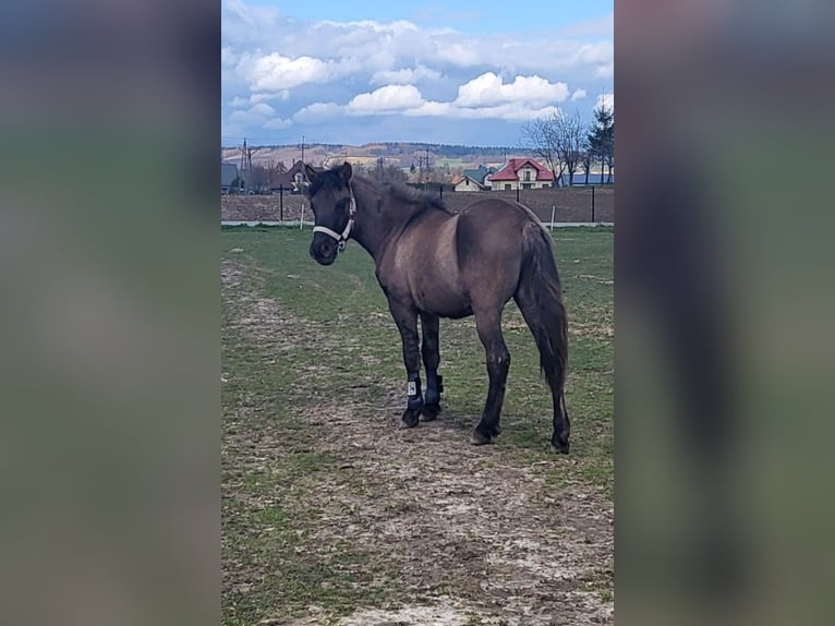 Koń huculski Wałach 4 lat 140 cm in Dyn&#xF3;w