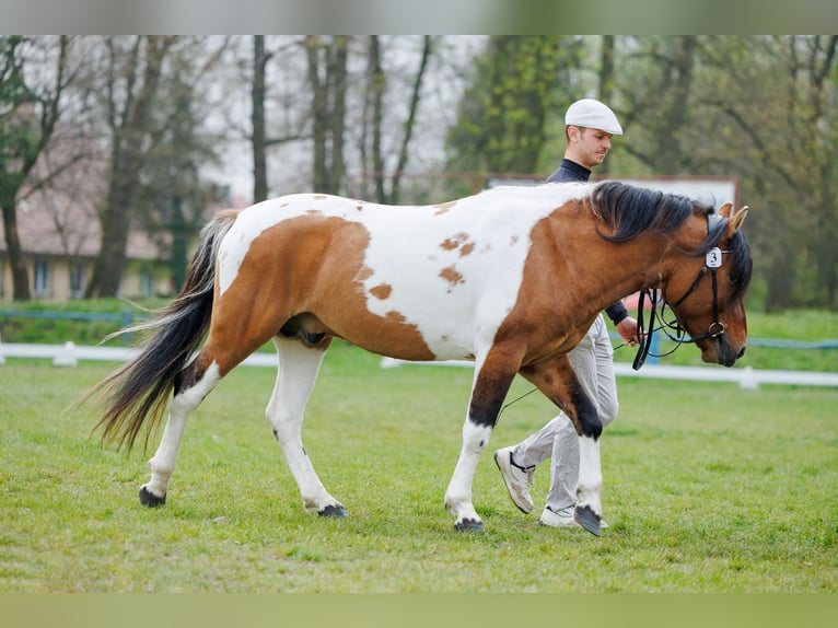 Koń huculski Wałach 4 lat 141 cm Srokata in Młodzianów