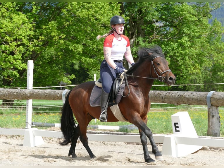 Koń huculski Wałach 4 lat 145 cm Bułana in Ramsau am Dachstein