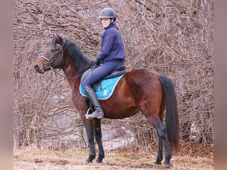 Koń huculski Wałach 4 lat 148 cm Bułana in Ramsau