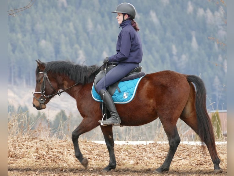 Koń huculski Wałach 4 lat 148 cm Bułana in Ramsau