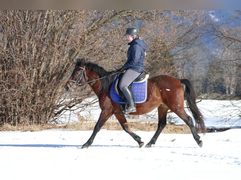 Koń huculski Wałach 4 lat 148 cm Bułana in Ramsau
