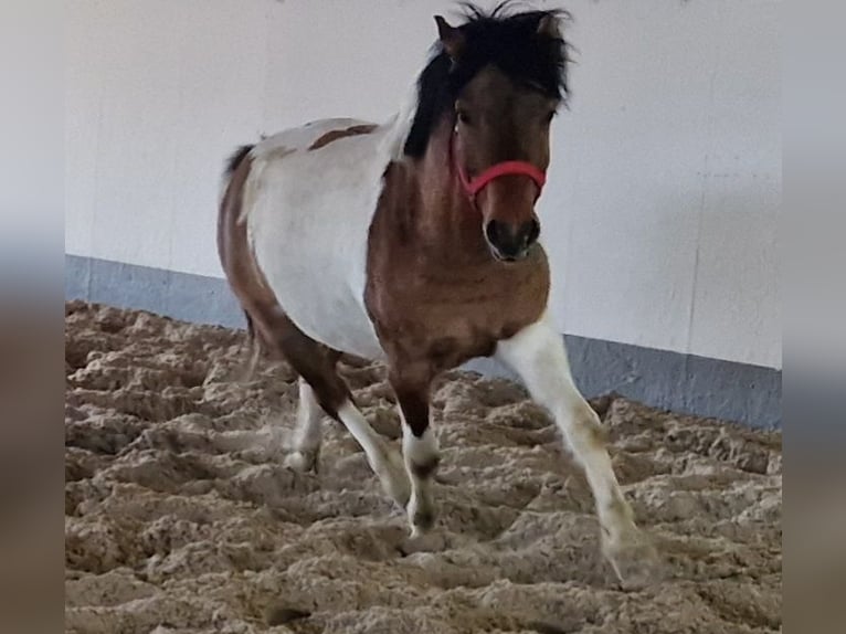 Koń huculski Mix Wałach 5 lat 135 cm Srokata in Pommelsbrunn