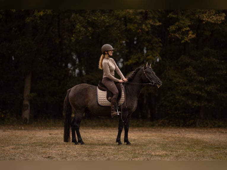Koń huculski Wałach 5 lat 138 cm Bułana in Wedemark