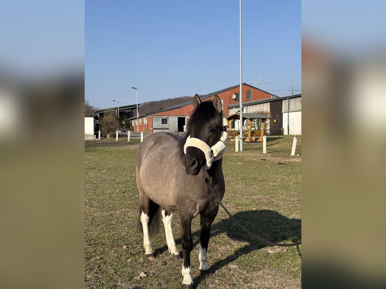 Koń huculski Wałach 5 lat 140 cm Bułana in Osnabrück