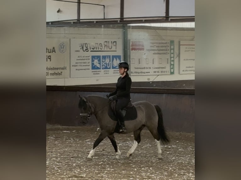 Koń huculski Wałach 5 lat 140 cm Bułana in Osnabrück