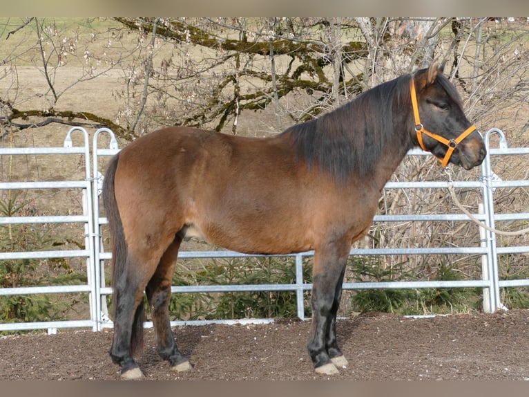 Koń huculski Wałach 5 lat 143 cm Bułana in Ramsau/D.