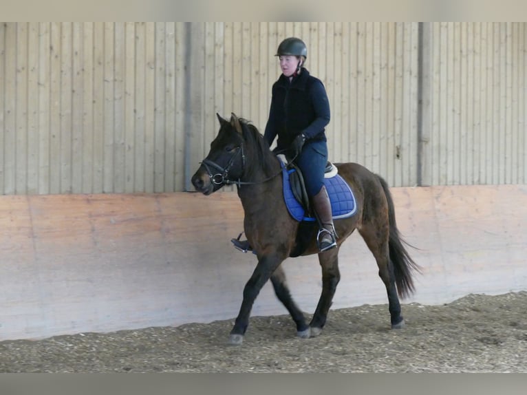Koń huculski Wałach 5 lat 143 cm Bułana in Ramsau/D.
