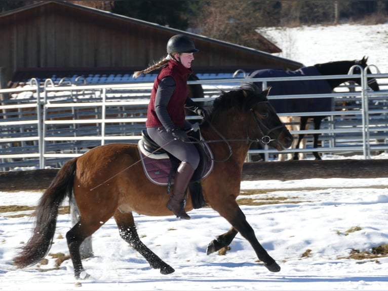 Koń huculski Wałach 6 lat 142 cm Bułana in Ramsau/D.