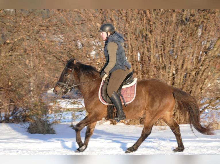 Koń huculski Wałach 6 lat 143 cm Bułana in Ramsau/D.