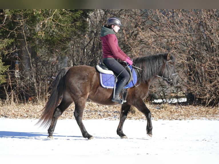 Koń huculski Wałach 6 lat 145 cm Bułana in Ramsau
