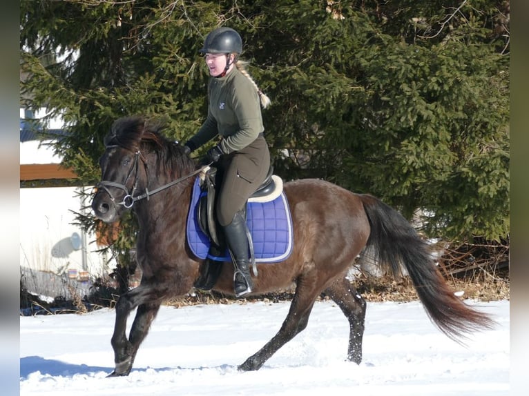 Koń huculski Wałach 6 lat 145 cm Bułana in Ramsau