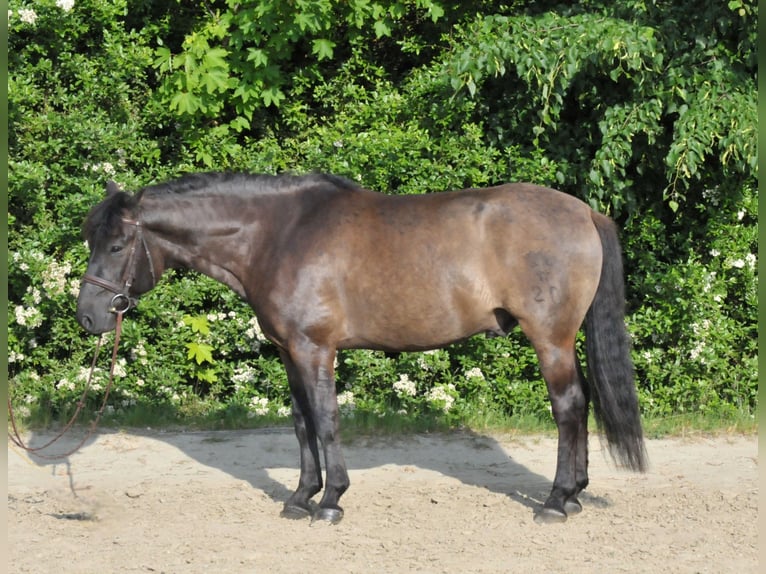 Koń huculski Wałach 6 lat 147 cm Bułana in Schattendorf