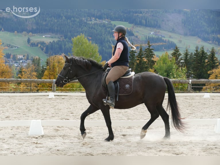 Koń huculski Wałach 6 lat 149 cm Kara in Ramsau am Dachstein