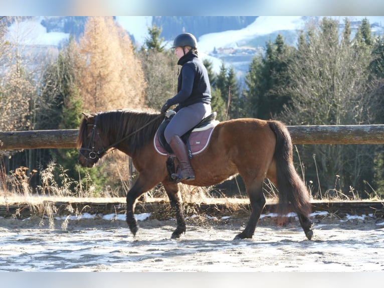 Koń huculski Wałach 7 lat 142 cm Bułana in Ramsau/D.