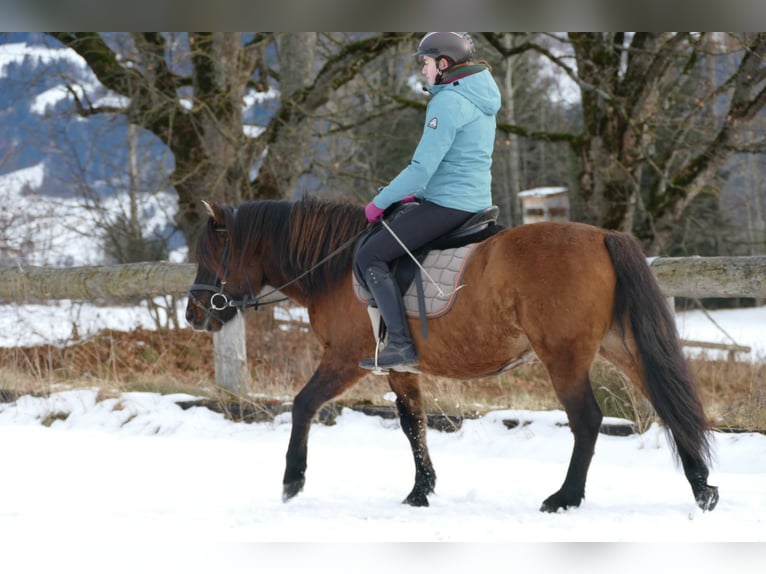 Koń huculski Wałach 7 lat 142 cm Bułana in Ramsau/D.