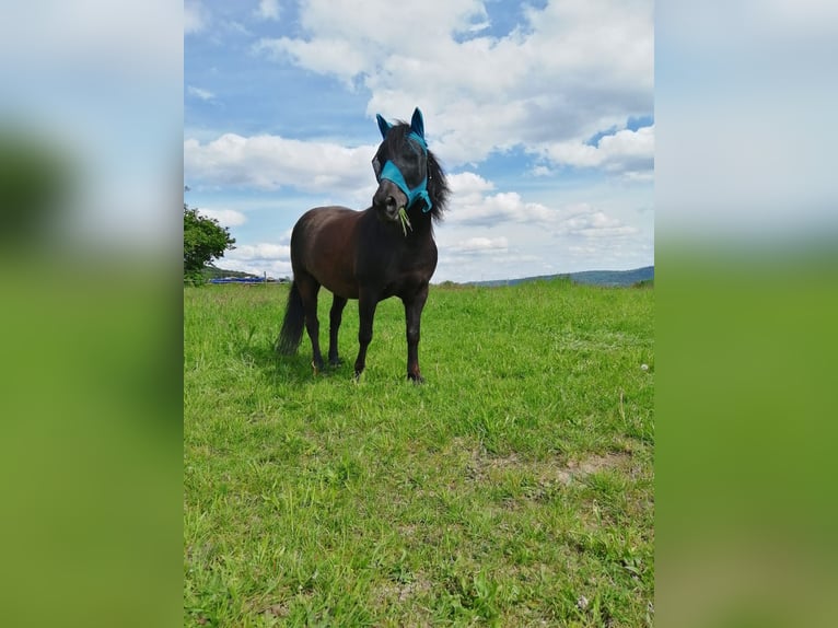 Koń huculski Wałach 8 lat 130 cm Kara in RemshaldenRemshalden