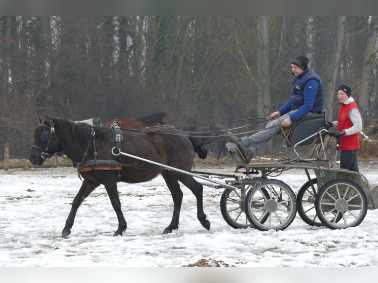 Koń huculski Wałach 8 lat 143 cm Bułana in Ramsau